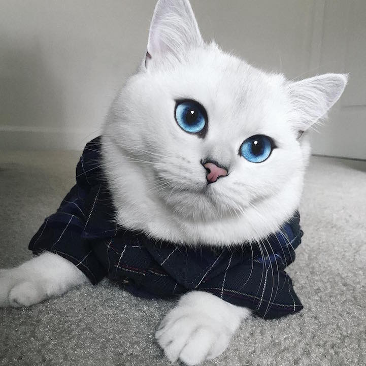 最美猫咪：所有人都会迷上它的蓝眼睛
